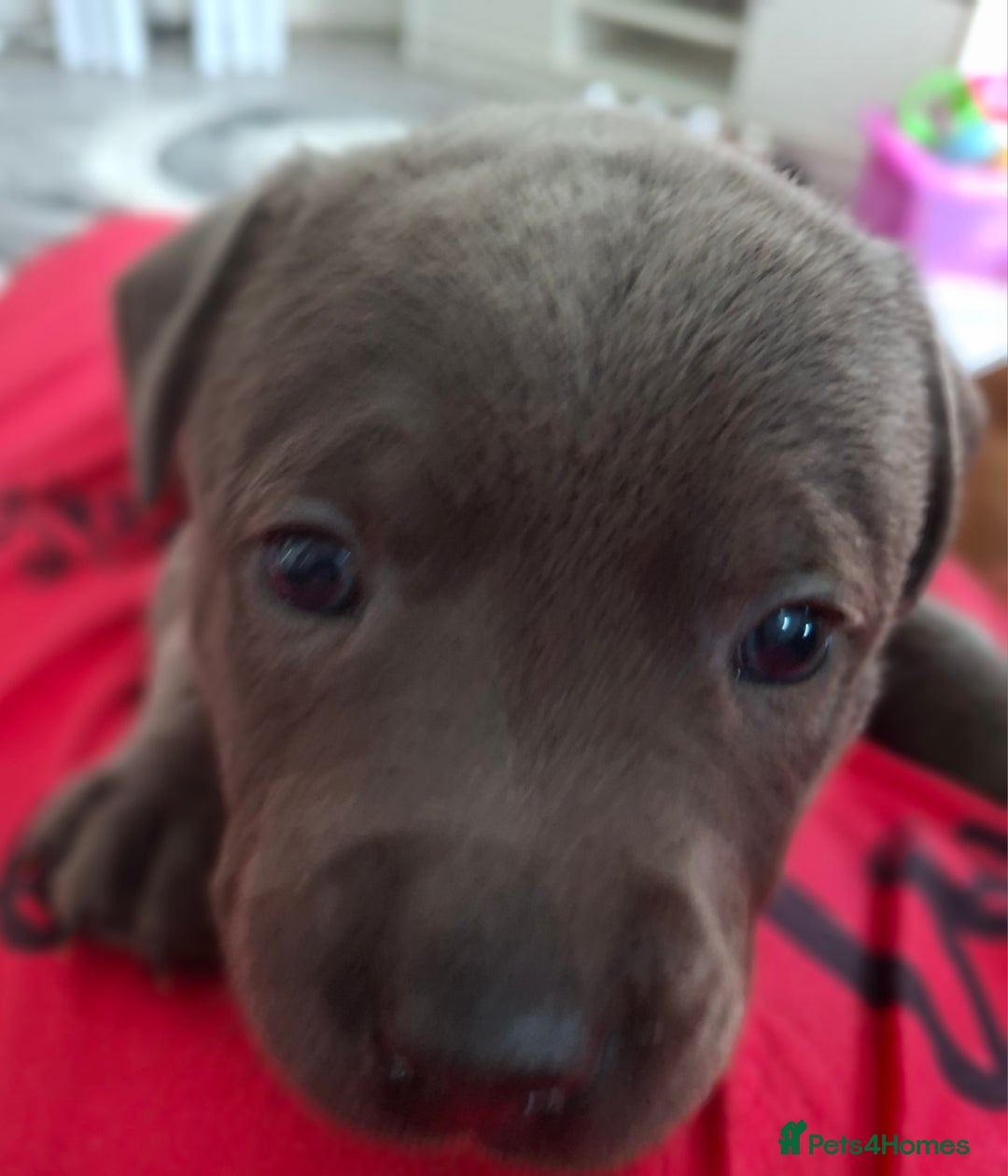 Staffordshire Bull Terrier dogs for sale: 1 female blue available ready to leave 28th August - Image 9