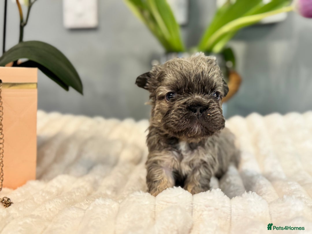 French Bulldog dogs for sale: 🩷🏡 Adorable fluffy French Bulldogs - Advert 8