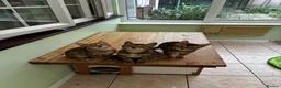 Bengal cats for sale: GCCF Registered Bengal in Market Drayton - Advert 4