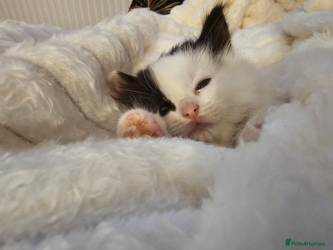 Ragdoll cats for sale: Soo cudly and playfull, two litters! - Advert 39