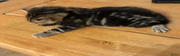Mixed Breed cats for sale: 🐾 3 Beautiful Bengal Mix Kittens - Advert 11