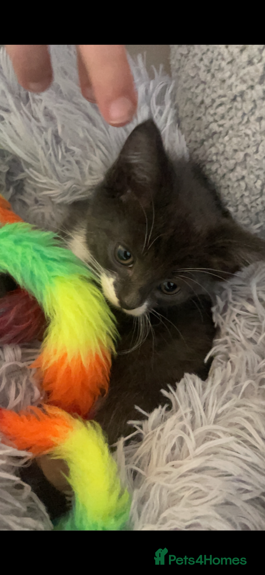 Mixed Breed cats for sale: Minnie  - Image 5