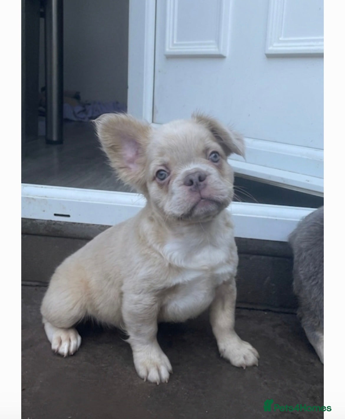 French Bulldog dogs for sale: 🔥 Male Platinum Fluffy Frenchies -Carrying PINK  - Advert 6