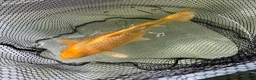 Koi Carp fish for sale: Mixed Koi Carp Golden Orfe Fish Collection - Advert 3