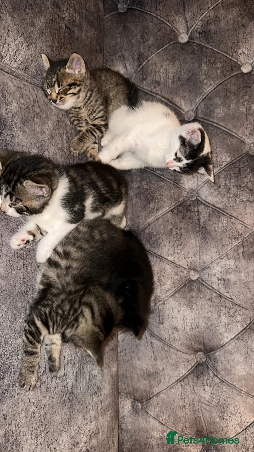 Domestic Shorthair cats for sale: Adorable Tabby/domestic shorthairs  - Advert 2