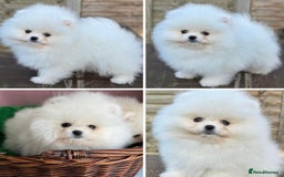Pomeranian dogs for sale: Pom bears looking for loving homes❤️ - Image 27