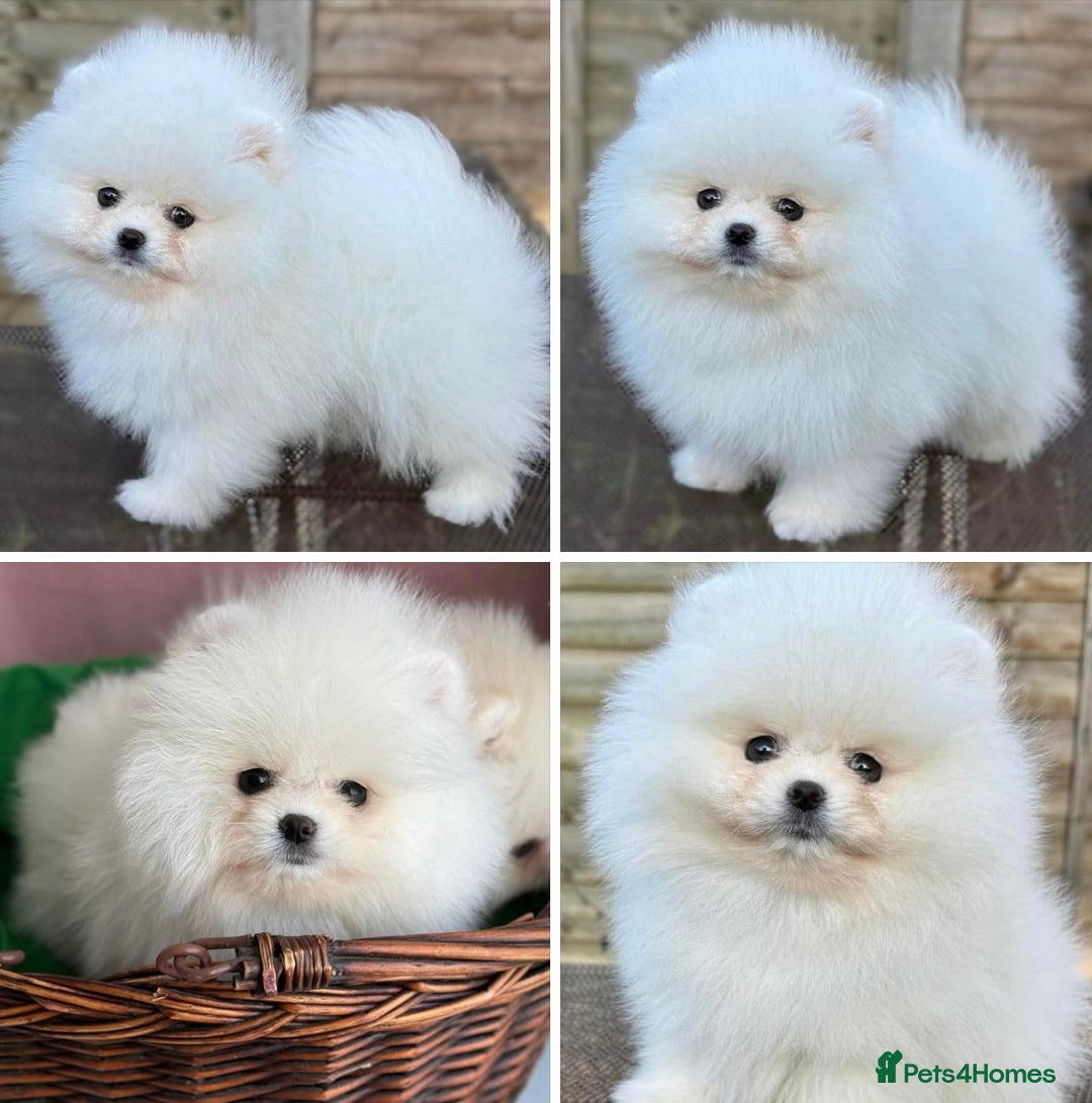 Pomeranian dogs for sale: Pom bears looking for loving homes❤️ - Image 27