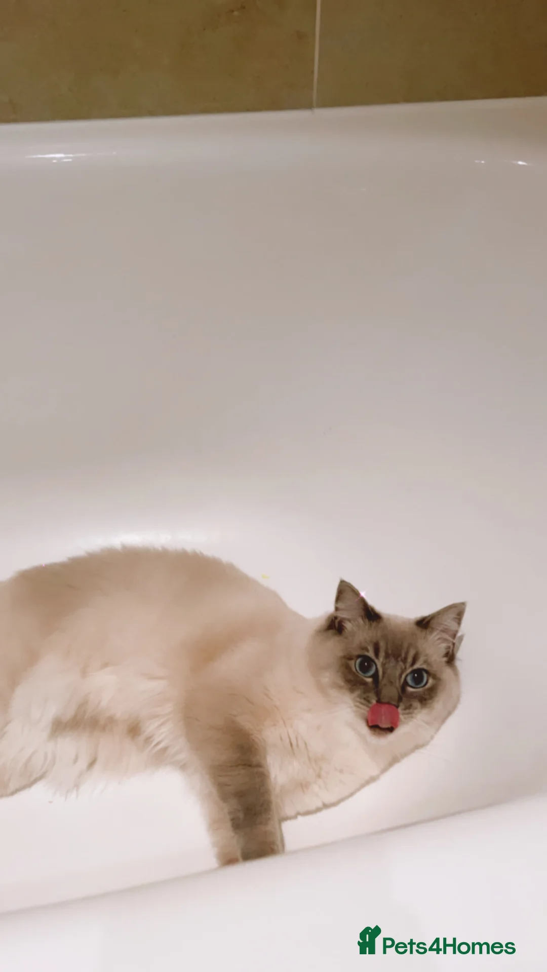 Ragdoll cats for stud: STUNNING PURE RAGDOLL - Advert 10