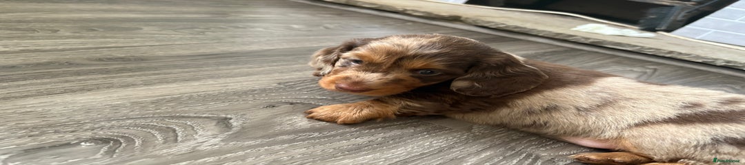 Dachshund Puppy 1