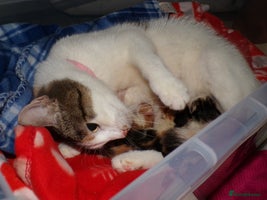 Mixed Breed cats 3 Adorable Kittens – 2 Girls & 1 Boy - Advert 4