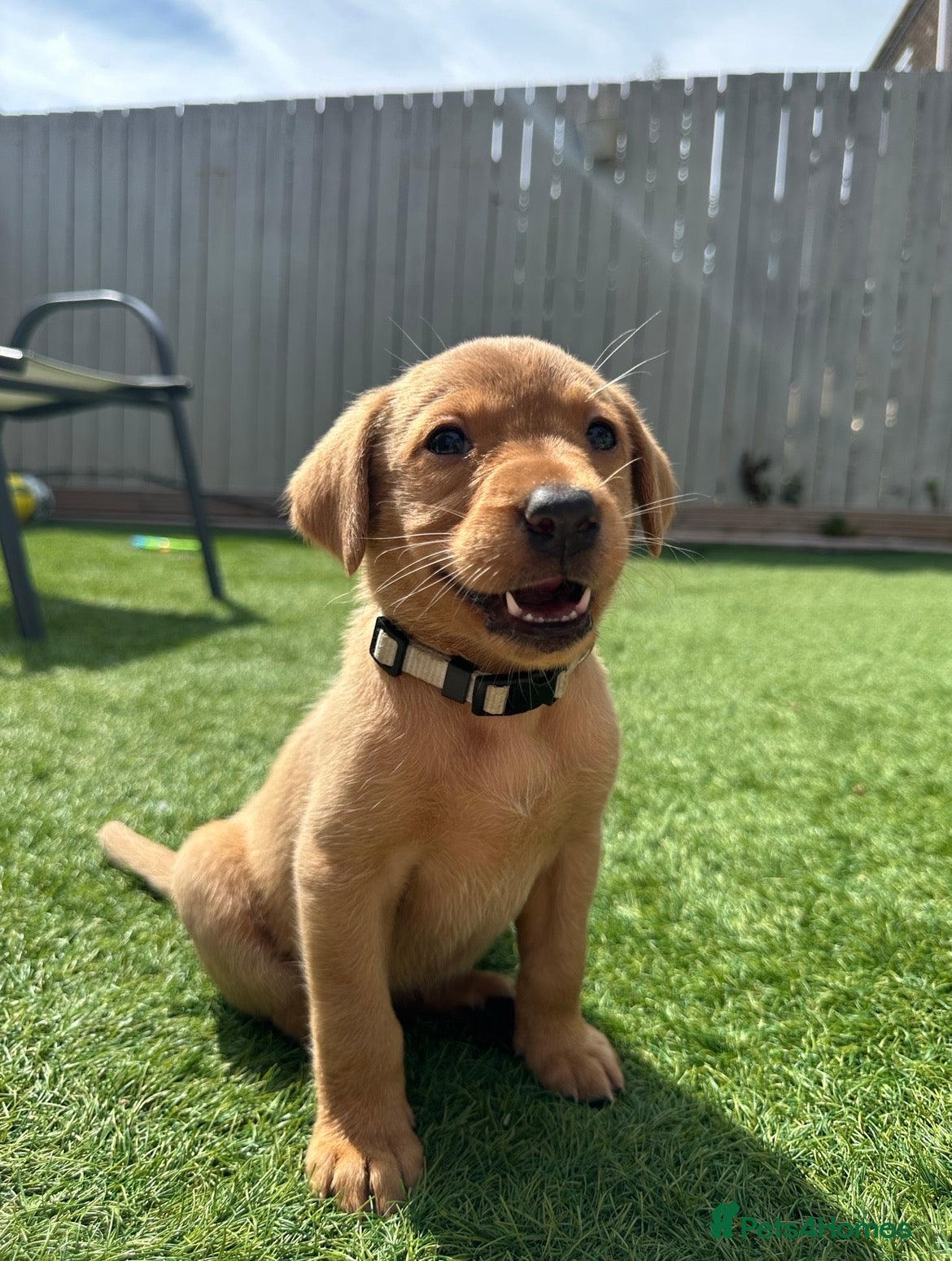 Labrador Retriever dogs for sale: Exceptional KC Reg Labrador Puppies – Due July 4th - Advert 11