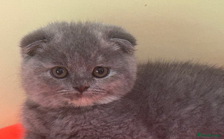 Scottish Fold cats - Advert 2