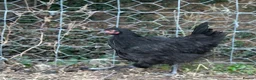 Chickens poultry for sale: French Moran/pekin bantam  - Advert 3