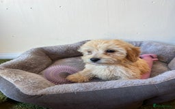 Cavachon dogs for sale: Cavapoochon 3 boys - Image 8