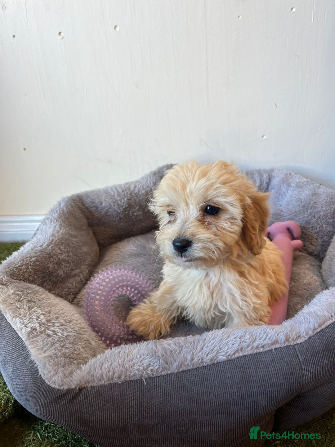 Cavachon dogs for sale: Cavapoochon 3 boys - Image 8