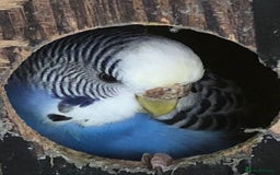 Budgerigars birds for sale: Budgies with an Aviary available. - Image 25