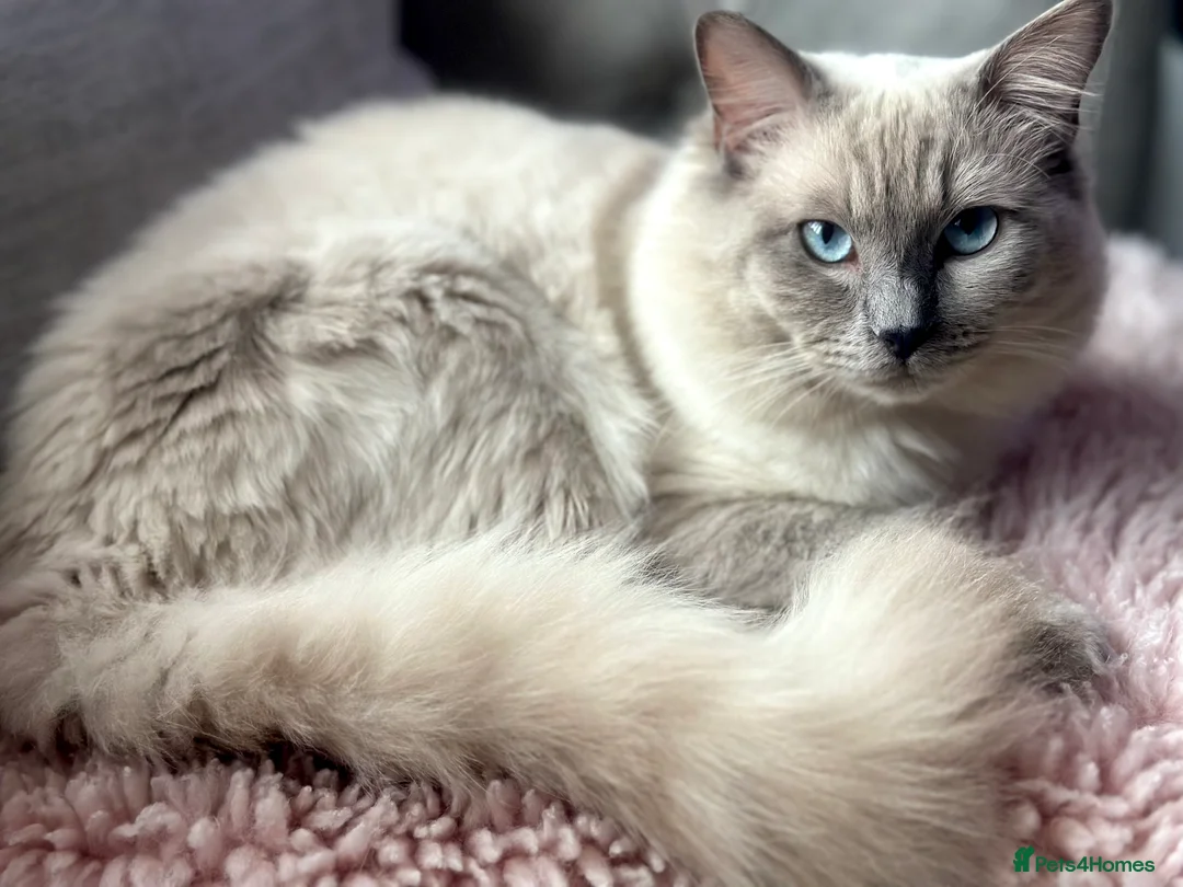 Ragdoll cats for stud: DNA TESTED🧬 Blue Point, Choc Carrier Ragdoll STUD - Advert 23
