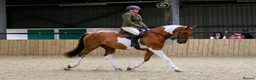 English Thoroughbred horses for sale: prince for sale. in Llantwit Major - Advert 8