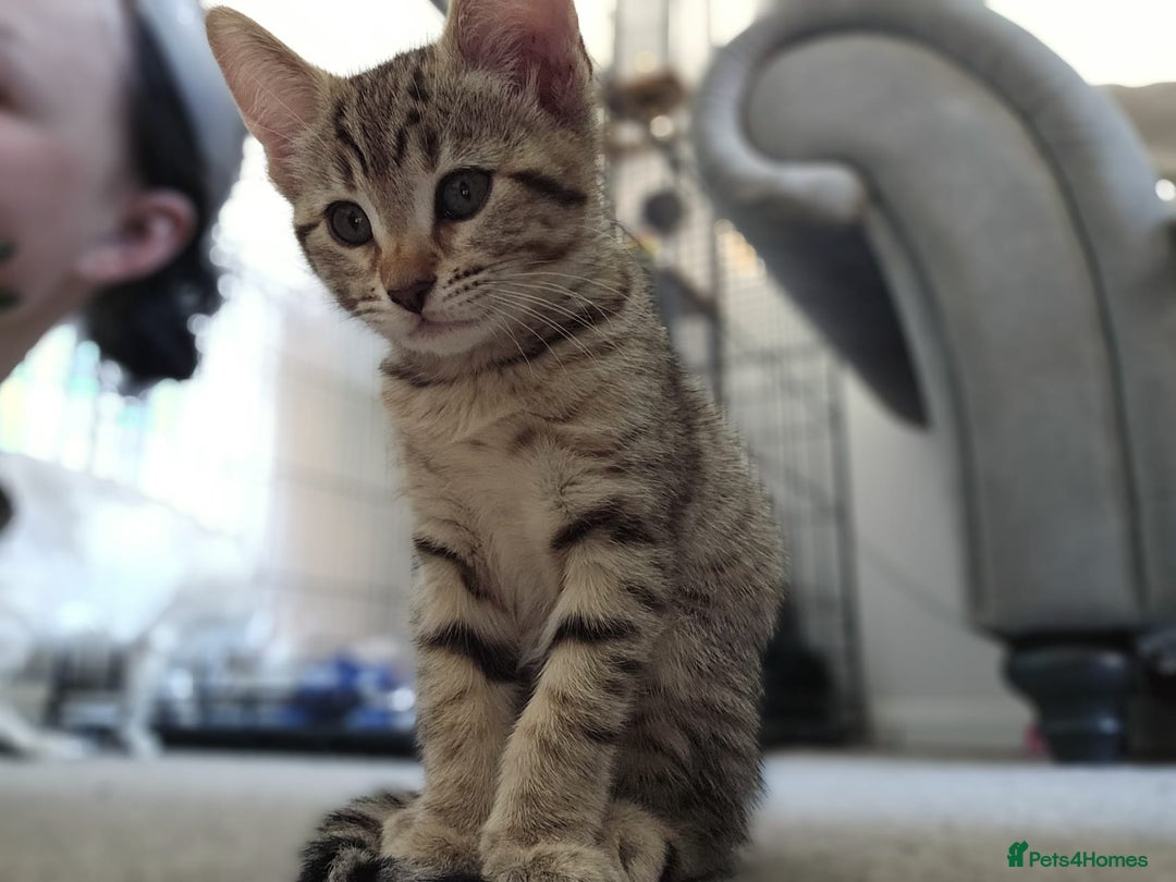 Bengal cats for sale: Beautiful Bengal Kittens - Image 11