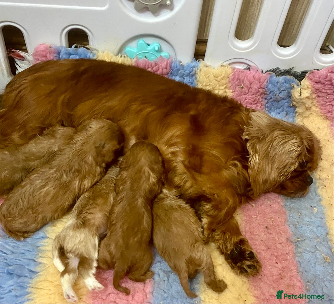 Cavalier King Charles Spaniel dogs for sale: Cavalier King Charles puppies - Advert 5
