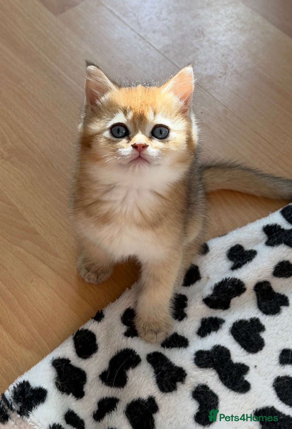 British Shorthair cats for sale: BRITISH SHORT HAIR NY12,GOLDEN , WHITE COLORPOINT - Advert 9