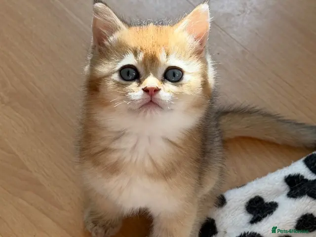 British Shorthair cats for sale: BRITISH SHORT HAIR NY12,GOLDEN , WHITE COLORPOINT - Advert 9