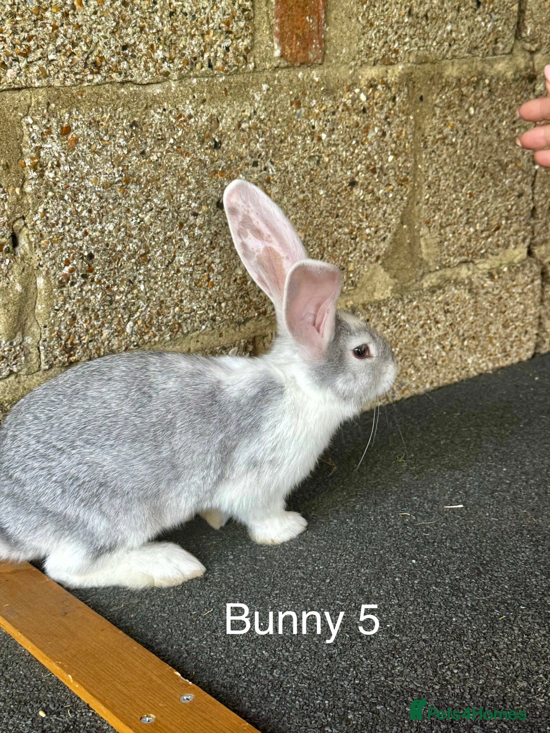 Continental Giant rabbits for sale: Pure continental giant rabbits - Image 3