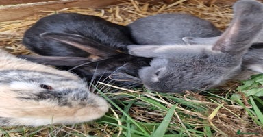Mini Lop rabbits - Advert 13