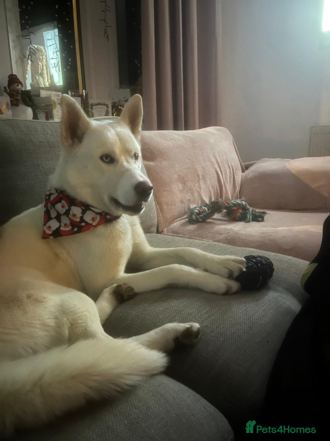 Siberian Husky dogs for stud: White husky stud - Advert 5