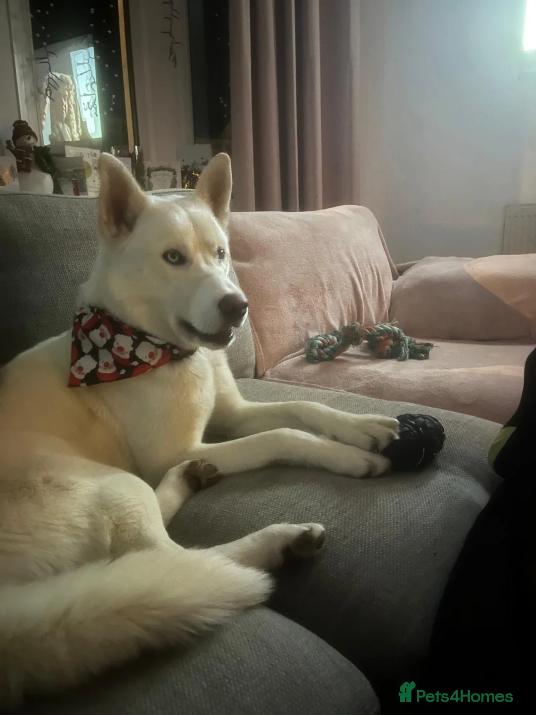 Siberian Husky dogs for stud: White husky stud - Advert 5