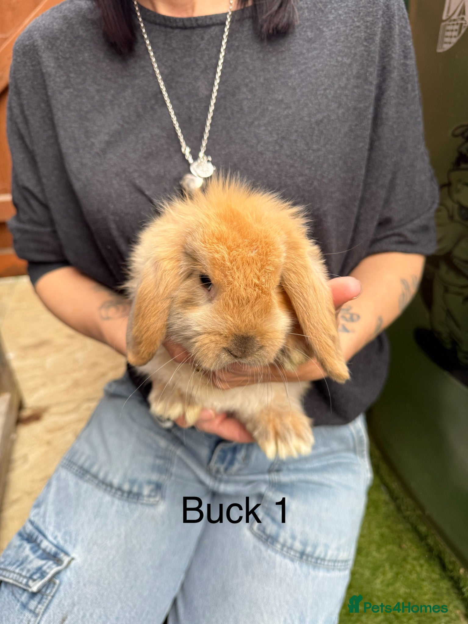 Mini Lop rabbits Gorgeous baby mini lops  - Advert 2