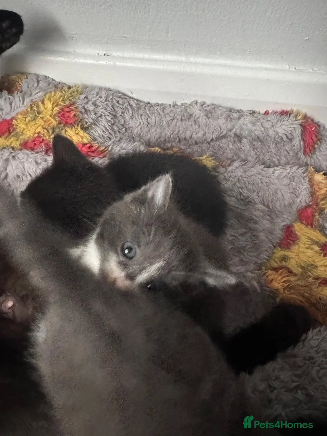 Mixed Breed cats for sale: Kittens for sale - Advert 12