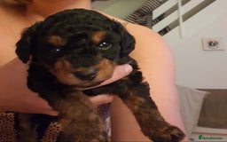 Jackapoo dogs for sale: Beautiful Jackapoo x Asian Toy poodle F1B - Image 2