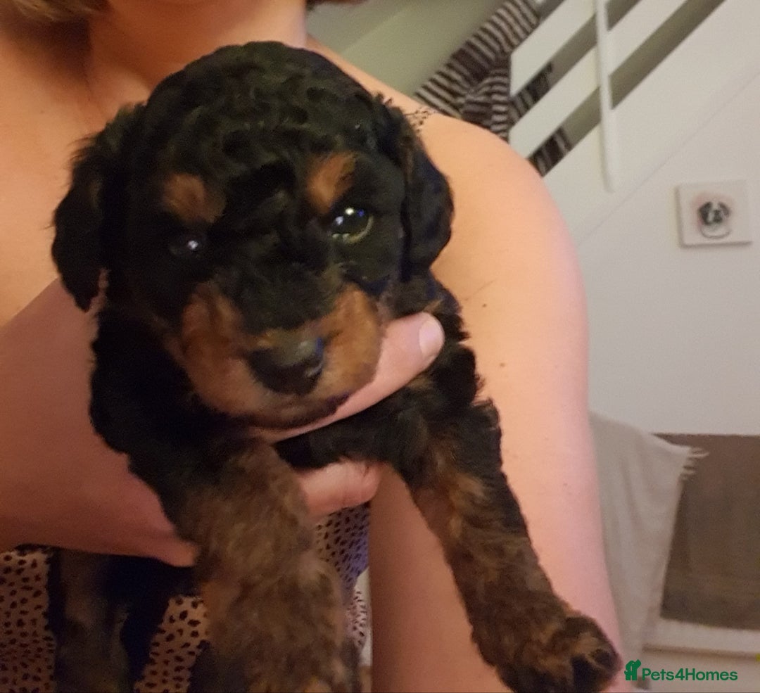 Jackapoo dogs for sale: Beautiful Jackapoo x Asian Toy poodle F1B - Image 2