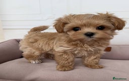Maltipoo dogs for sale: Beautiful Maltipoo puppies for sale  - Image 5