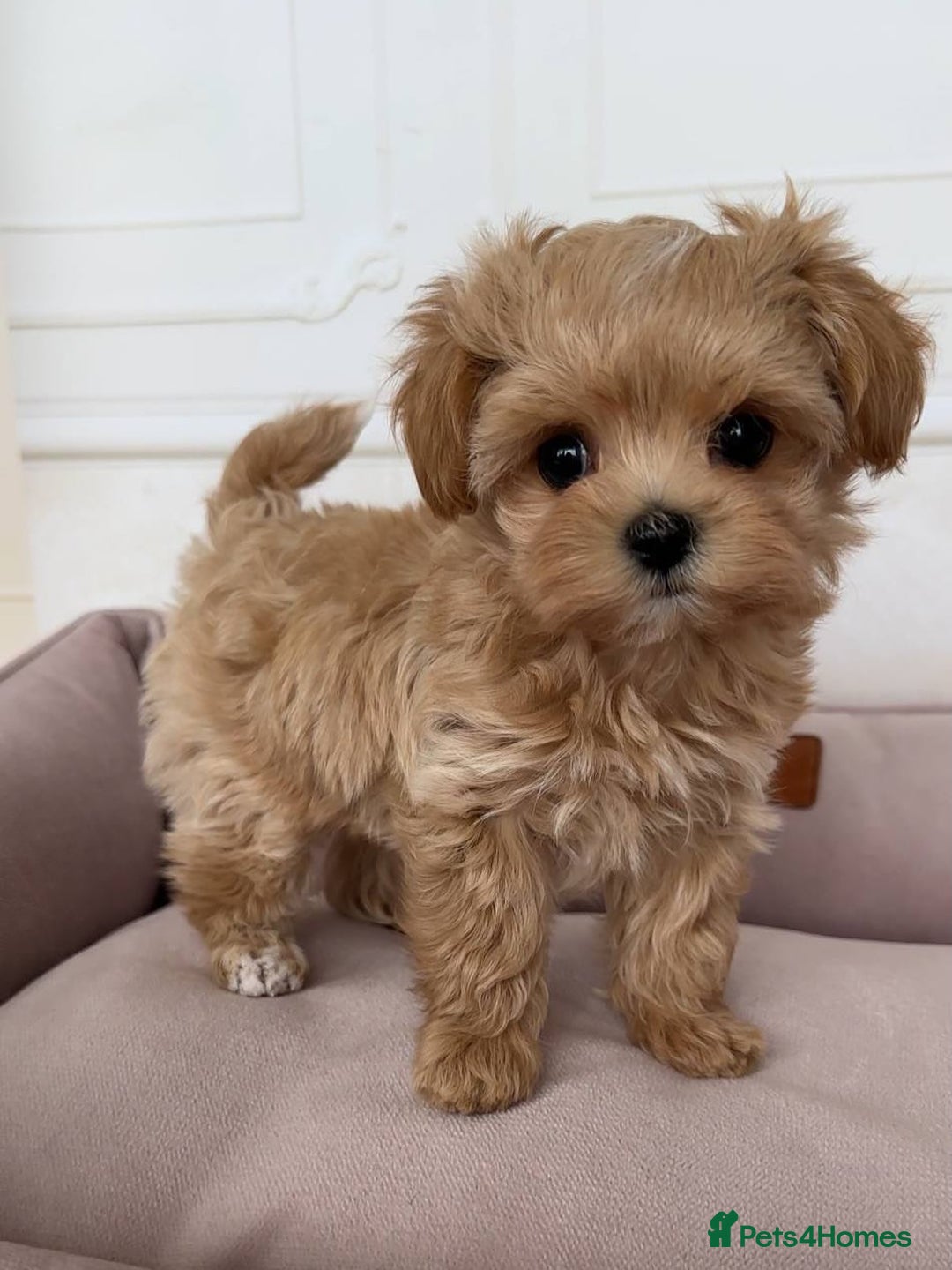 Maltipoo dogs for sale: Beautiful Maltipoo puppies for sale  - Image 5