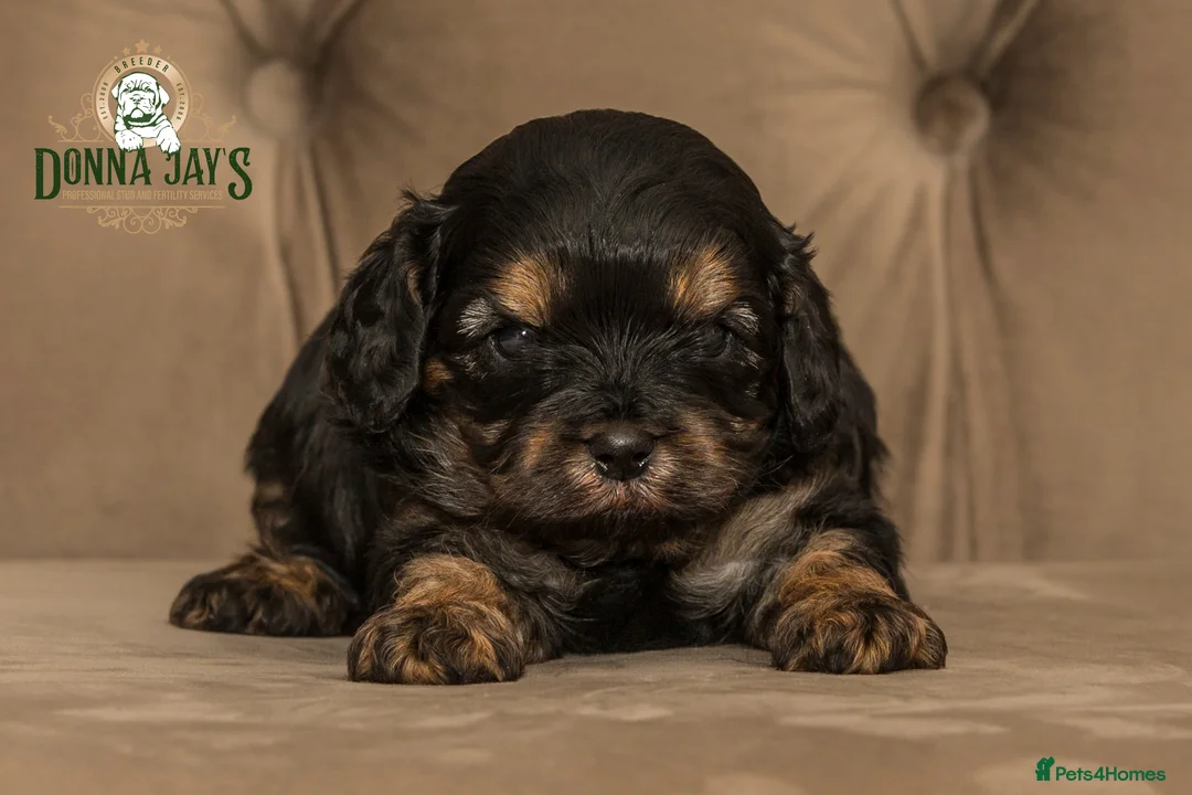 Cavapoo dogs for sale: Donna jays celebrity k9s 🌟🌟🌟🌟🌟  - Advert 3