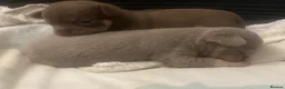 Chihuahua dogs for sale: 4 stunning chihuahua puppies  - Advert 9