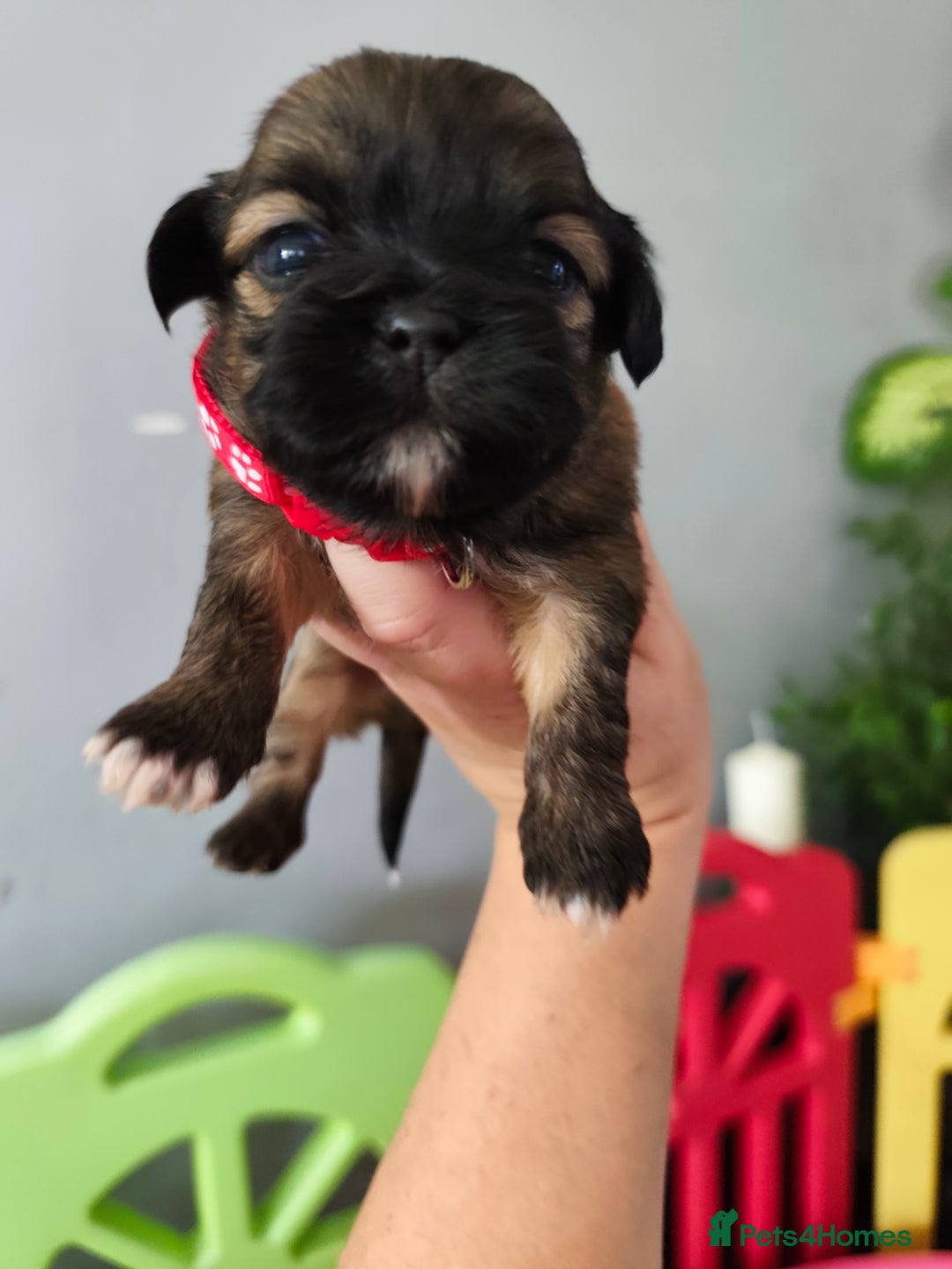 Shih Tzu dogs for sale: Shih Tzu puppies  - Image 6