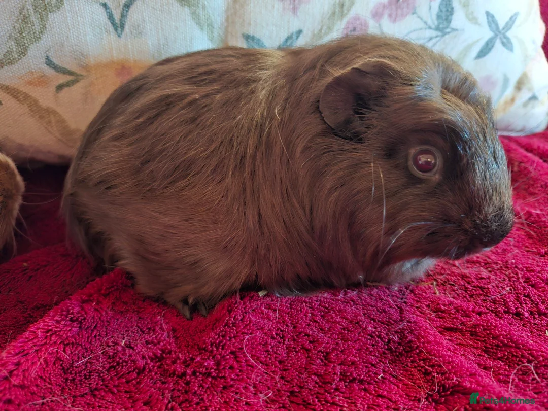 Guinea Pig rodents for sale: Beautiful Baby Guinea-pigs ready Now  - Advert 11