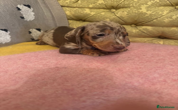 Miniature Dachshund dogs - Advert 12