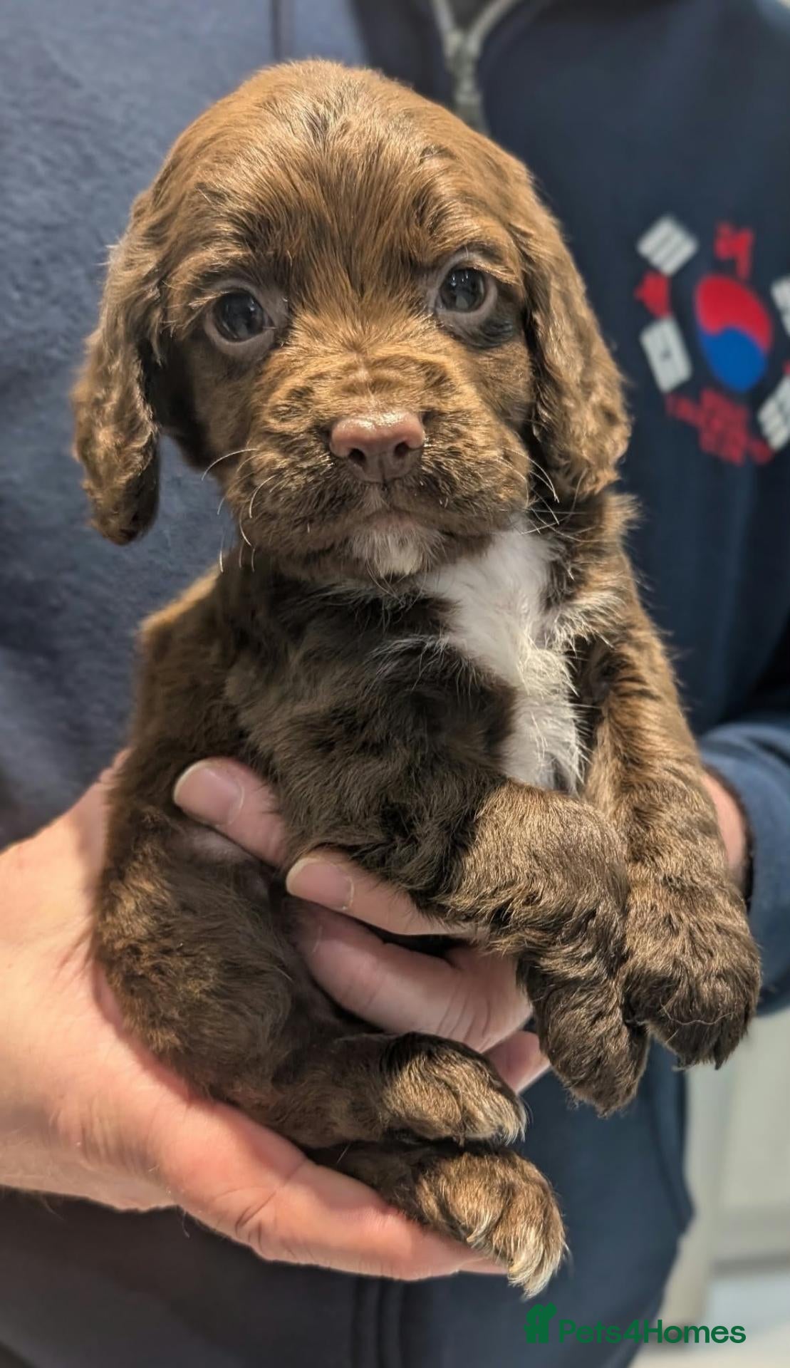 Cocker Spaniel dogs for sale: W/T Pedigree Cocker Spaniels 1 BOY LEFT - Advert 1