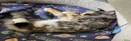 Maine Coon cats for sale: Maine Coon Kitten - Advert 4