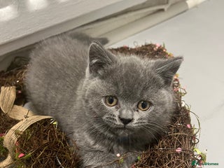 British Shorthair cats British shorthair kittens - Advert 4