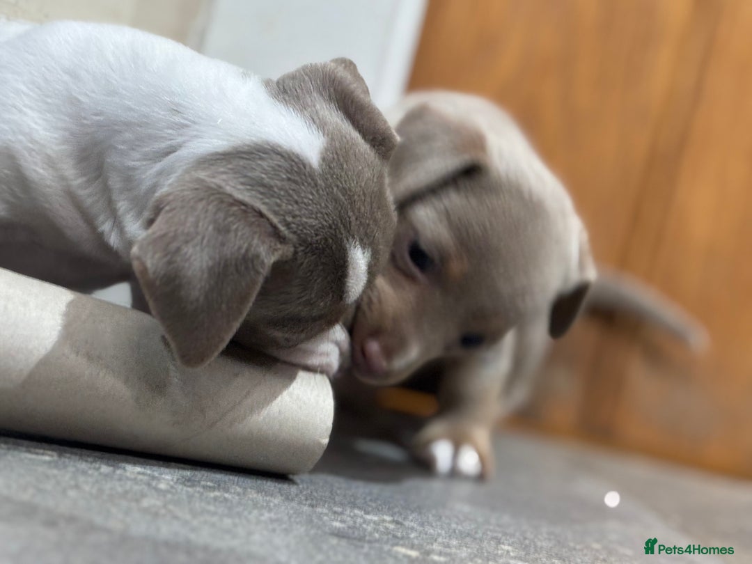 Jack Russell dogs for sale: Rare lilac and tan miniature jack russels  - Image 20