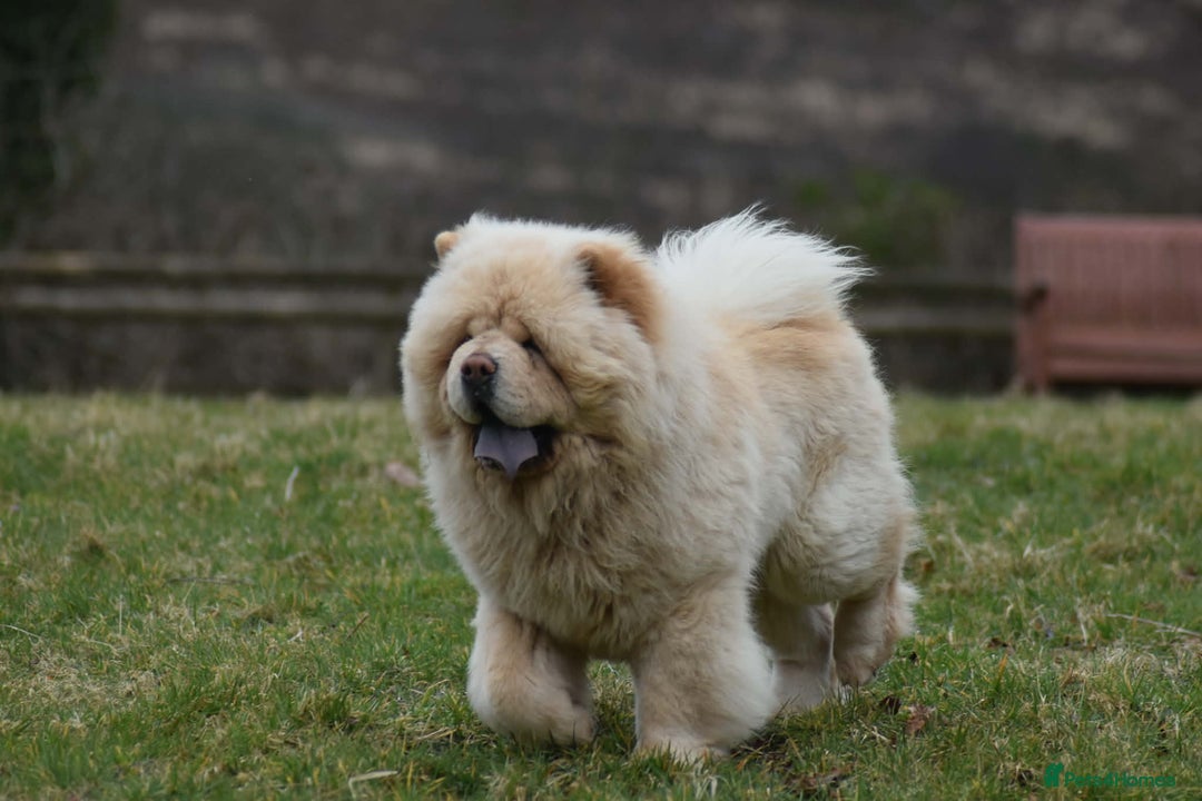 Chow Chow dogs for stud: Stunning Pale Cream boy offered at Stud - Advert 7