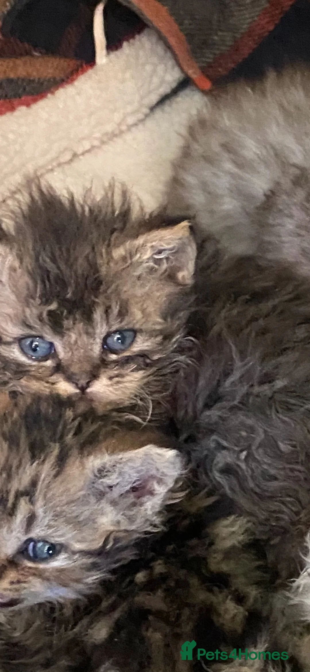 Selkirk Rex cats for sale: Selkirkrex curly and straight - Advert 22