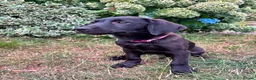 Labrador Retriever dogs for sale: Labradors - Puppies Ready for Their Forever Homes! - Advert 5