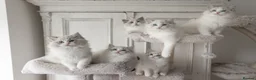 Ragdoll cats for sale: READY NOW Bicolour Lynx Ragdoll kittens - Advert 3