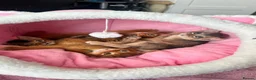 Abyssinian cats for sale: TICA Abyssinian kittens  - Advert 13